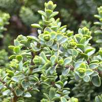 Hebe (Veronica) buchananii 'Minor'